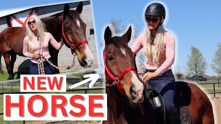 Rich girl Gets A NEW HORSE  | Equestrian Comedy