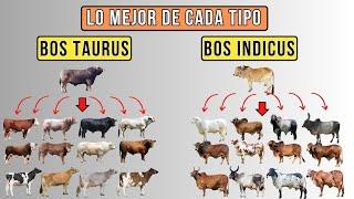 Ganado vacuno: Bos taurus y Bos indicus. Lo mejor de cada especie.