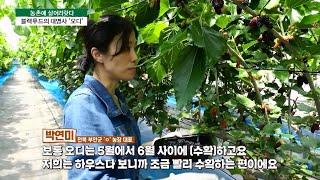 [농촌에살어리랏다] 오디로 지역관광 살리는 ‘전북 부안군 박연미씨’