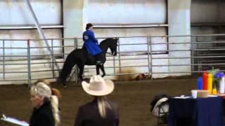 Ultra Carbonated- Ritz ~ Black TWH mare for Sale ~ Training with Crysta Awtry