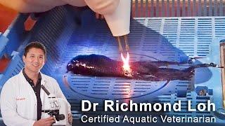 Surgical removal of tumour from a betta aquarium fish with fish Veterinarian Dr Loh