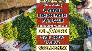 9 acres lemon farm land for sale | low cost agriculture land for sale in andhrapradesh