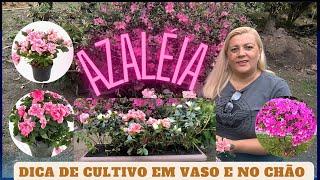 AZALÉIA tudo sobre cultivo - substrato - adubação e propagação de mudas - fiz uma jardineira LINDA