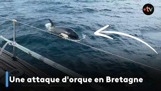 Une attaque d'orque en Bretagne