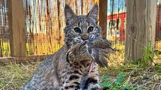 Teaching Orphaned Bobcats to Hunt