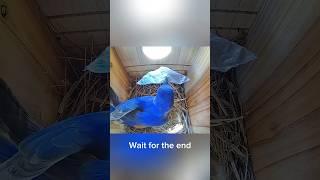 Now that wasn’t very nice  #bluebirds #nest #birdhouse #nesting #breeding #birdbox #nature