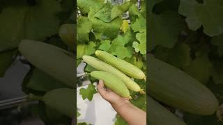 Organic Sponge gourd harvest at home