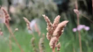 ORCHARDGRASS (Dactylis glomerata)