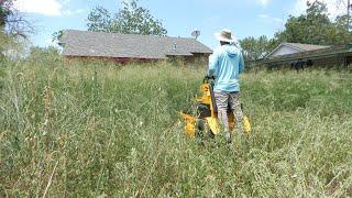 Neighbor had been REPORTING this yard to the CITY, MICE and SNAKES are OUT OF CONTROL