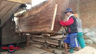 SAWING GIANT WOOD IN THE SAWMILL