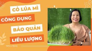 282. Cỏ lúa mì cách trồng thu hoạch bảo quản và liều lượng sử dụng nước ép trong một ngày | Hà Liêm