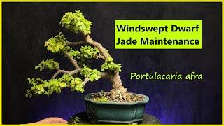 Maintenance pruning on my windswept style dwarf jade/ portulacaria afra #bonsai #succulent