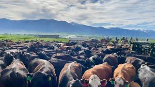 Moving Cows To The Range And Frost In June!