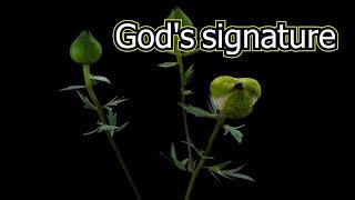 31)God's signaturedivine signature, intuition of greatness, beauty Experience exceptional relaxation