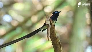 静岡県の鳥　サンコウチョウ飛来【静岡新聞／あなたの静岡新聞】