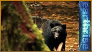  Conserving Canada's Great Bear Rainforest | Earthrise