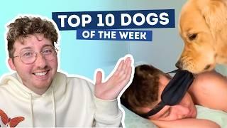 Golden Retriever Gives Ruff Awakening | Top 10 Dogs of the Week!