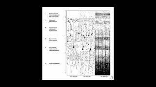 11.24.1 Подробное разъяснение. Неокортекс. Часть первая
