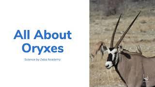 All About Oryxes | Science by Zeba Academy