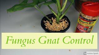 Mosquito Bits for Fungus Gnat Control