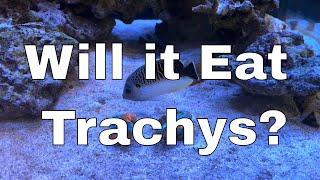 Will My Large Saltwater Angelfish Eat Trachyphyllia? | Angelfish Reef LX 270.6 - Part 17