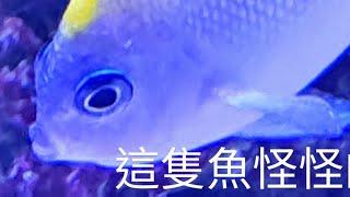 這隻魚活動力異常