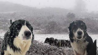 Farming in a freezing winter snow storm with my dogs