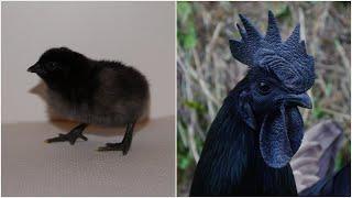 From Ayam Cemani Chick to Adult Rooster | Timelapse Chicken Transformation