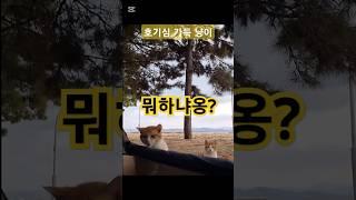 텐트 안이 궁금한 고양이