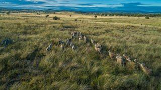 For Sale | Warroo Station, Queensland