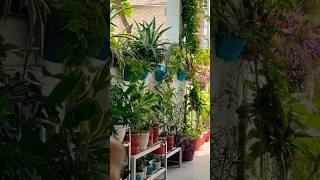 #garden #plants #indoorplants #shorts#nature #youtubeshorts #houseplants