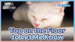 Is My Deaf Cat Santa Happy? [Animals Are Incredible : EP.11-3] | KBS WORLD TV 250312