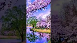 Let Me Down Slowly – Nature Photo Tribute | Nikhil Creation #shorts #nature #trending