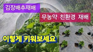 김장배추재배 무농약 재배/배추재배 친환경재배/유기농 배추재배/무농약 배추재배/