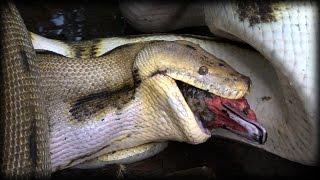 Python Eats Duck 02 Time Lapse