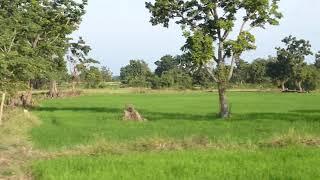 Cambodge 2019 - Battambang - Rizières