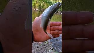 balanak bwabon,,!! mancing balanak #mancingikan #videoshort