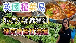 英國種菜非難事 秋涼天氣最啱種。。。