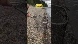 Trout fishing at glenmore #troutfishing #glenmore #fishingisfun #fishingislife