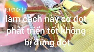 Làm cách này cơ đọt phát triển tốt không bị đứng đọt