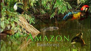 Amazon Wildlife | Peru | Tambopata National Reserve | The Amazing World of the Amazon