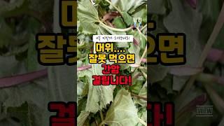 머위, 무조건 이렇게 드세요! #건강 #건강정보 #머위 #나물 #봄나물 #건강음식 #건강식단 #보약밥 #간 #질병 #병 #노화 #암
