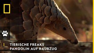 TIERISCHE FREAKS - Pangolin auf Ameisenraubzug | National Geographic