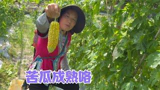 苦瓜成熟上市了总有虫子去叮，阿恋和婆婆一起去套袋，农民太难了