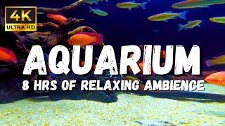 Underwater asmr Sounds: Have a Relaxing time with this calming Ambience in 4K