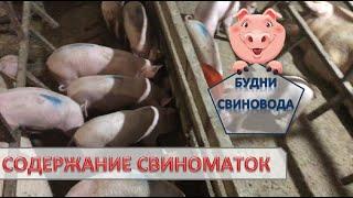 Продал 25 поросят//процедуры со свиноматкой после отлучки