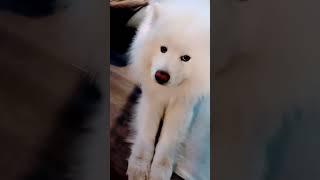 What is a kidnappers favorite shoes? What do you think? #dog #woof #doglover #viral #dogowner #cute