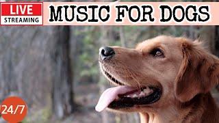 [LIVE] Dog Music Dog Calming MusicSeparation Anxiety Relief MusicDog TV Music For Dog Sleep9