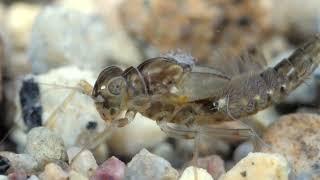 Cloeon dipterum (Baetidae) larvae – 6 mm/Elevenszülő kérész lárvái