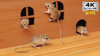 Cat TV Games: Mice Hide & Seek in Jerry's Hole | Mouse Videos for Cats to Watch (4K 60fps)